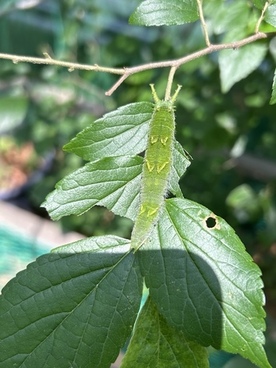 オオムラサキ幼虫