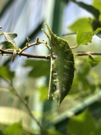 オオムラサキ幼虫
