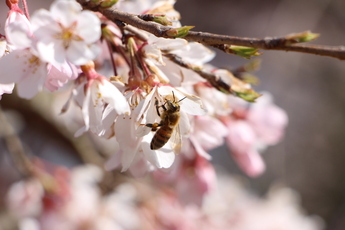 写真：桜とみつばち