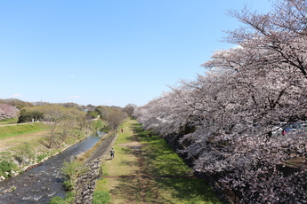 写真：柳瀬川と桜