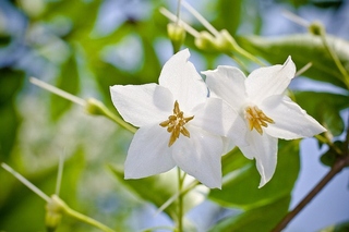 エゴの花の写真