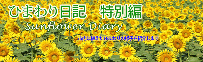ひまわり日記　Sunflower Diary　特別編として市内に植えたひまわりの様子を紹介します
