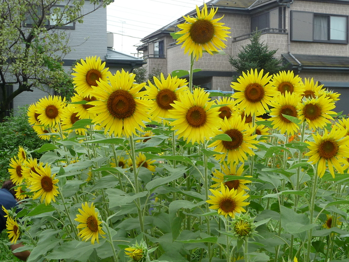 博物館のひまわり1