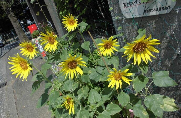 松山地域市民センターのひまわり2