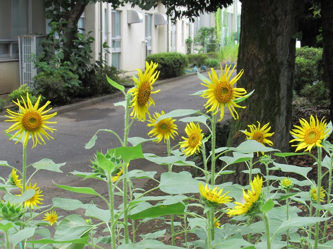 芝山小学校のひまわり