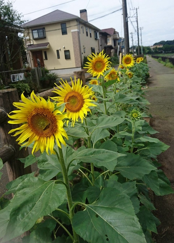 中里四丁目遊歩道のひまわり1