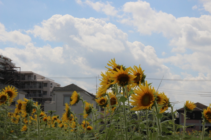 花のある公園（仮称）のひまわり1