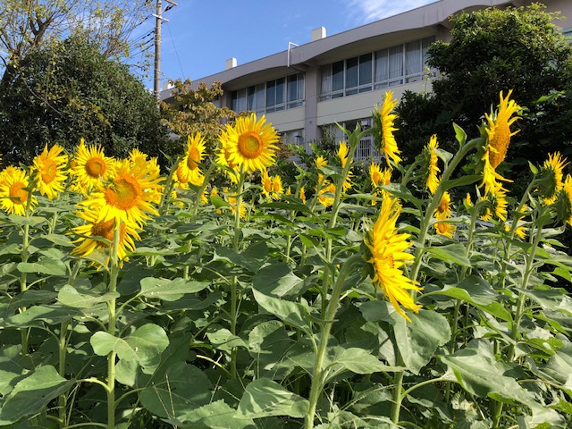 花のある公園（仮称）のひまわり1