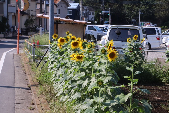 増田ファームのひまわり1