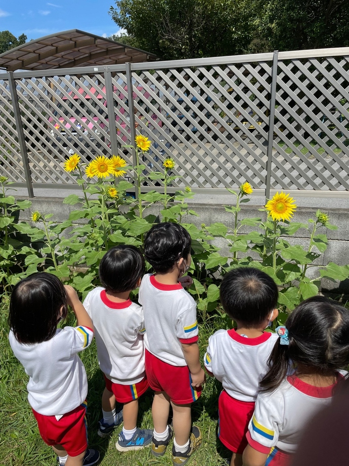 たから幼稚園のひまわり2