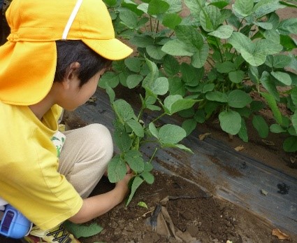 野菜を収穫する園児