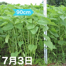 7月3日のひまわり生育状況は約90cm