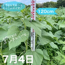 7月4日のひまわり生育状況は約120cm