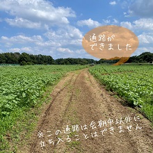 ひまわり畑内にできた通路