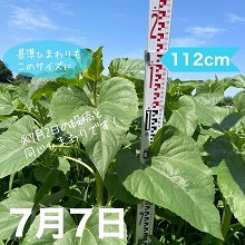 7月7日のひまわり生育状況は約112cm（7月2日と同じひまわりです）