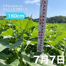 7月7日のひまわり生育状況は約160cm（育ちが良いひまわり）