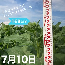 7月10日のひまわり生育状況は約168cm（育ちが良いひまわり）