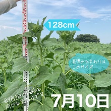 7月10日のひまわり生育状況は約128cm（7月2日と同じひまわりです）