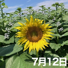 開花第1号のひまわり