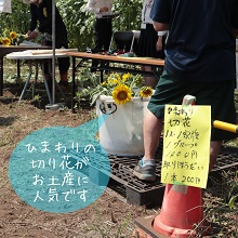 ひまわりの切り花販売所の様子