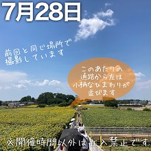 7月28日の会場遠景