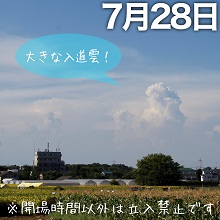 ひまわり畑と入道雲の写真