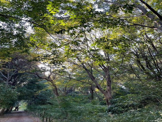 松山緑地保全地域の写真