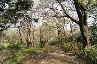 写真：清瀬金山緑地公園4