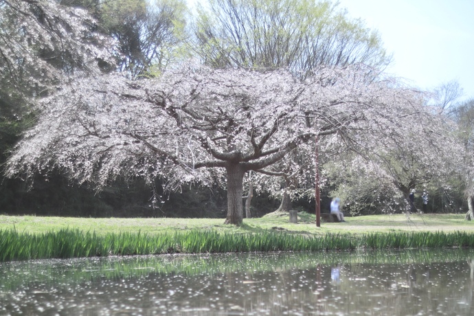 清瀬金山緑地公園内の桜