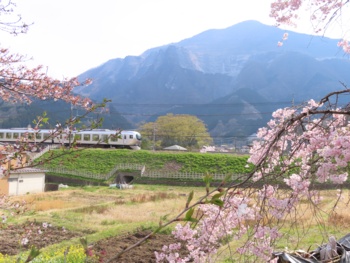 画像:「ラビューが行く花の秩父路」 応募者 松本 太守さん