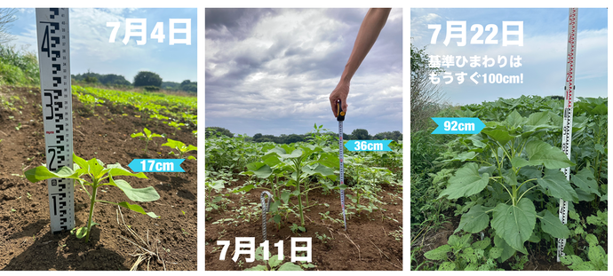7月4日から22日