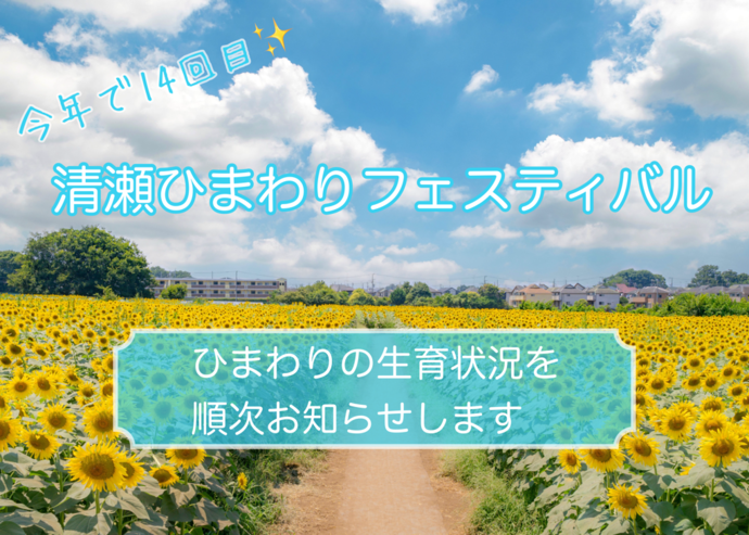 ひまわりの生育状況をお伝えします