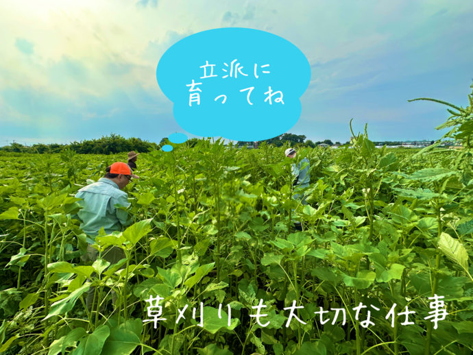 草刈りの様子