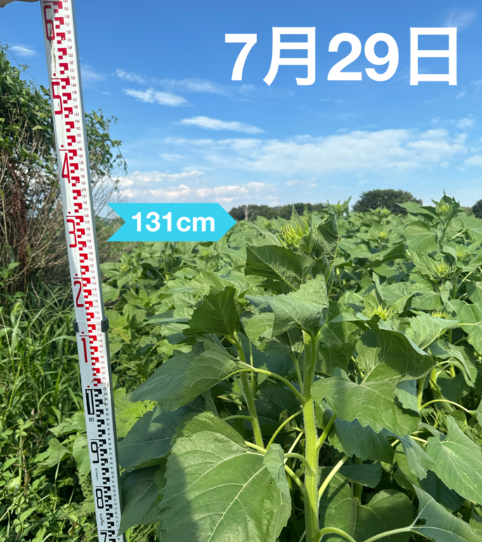 7月29日のひまわり生育状況