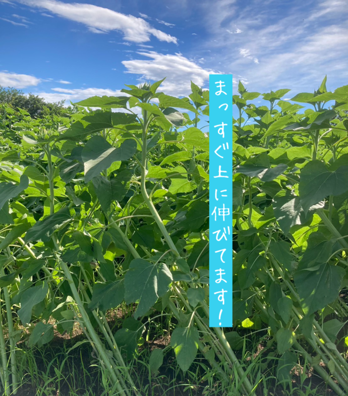 嵐を乗り越えたひまわり