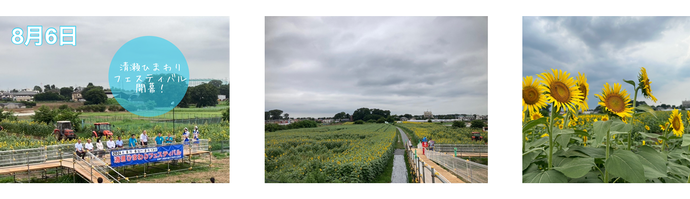 ひまわりフェスティバル開会式とひまわり畑の全景