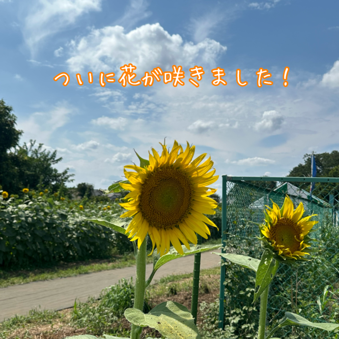 基準ひまわりが花を咲かせました