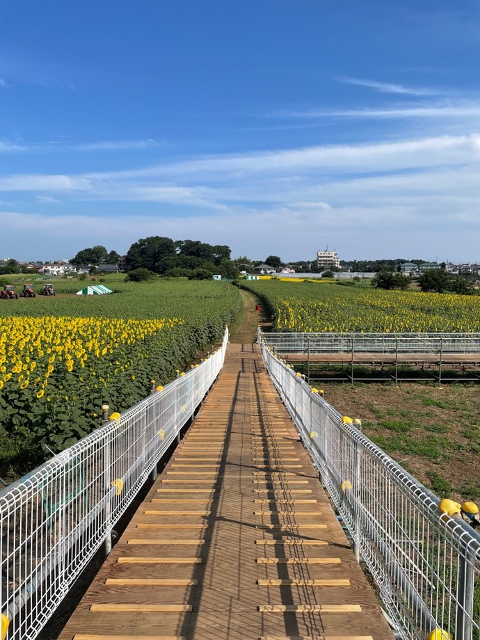ひまわり畑全景