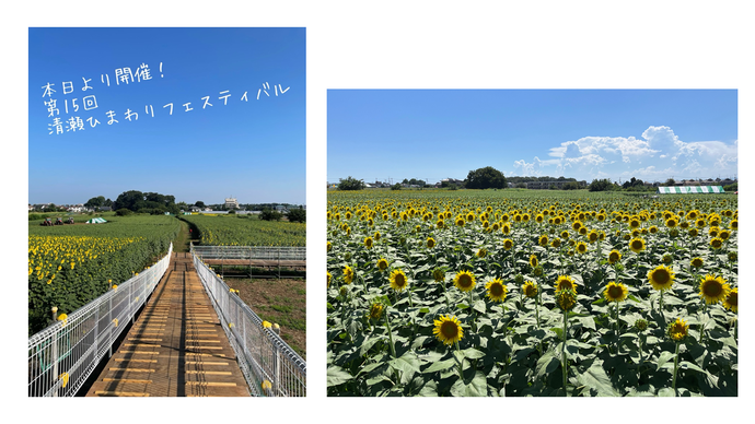 ひまわり畑の全景