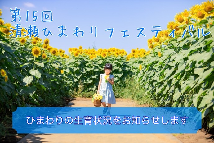 ひまわりの生育状況をお伝えします