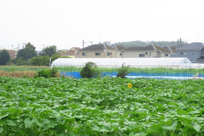 早咲きひまわり遠景