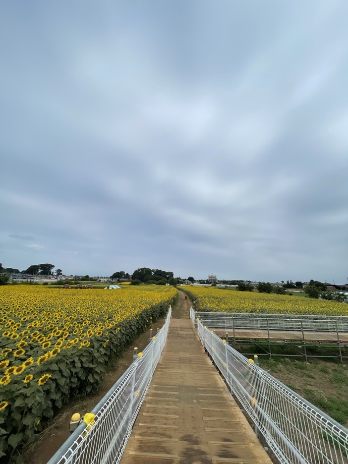 ひまわりの様子
