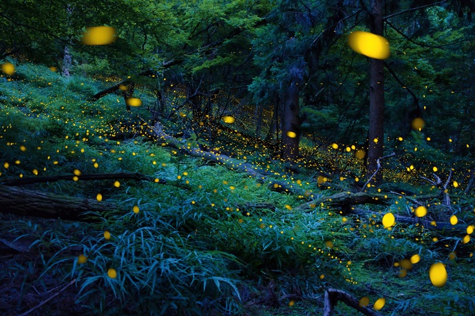 画像：「姫蛍」　応募者　緑川　勉さん