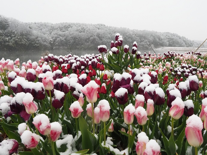 画像：「雪化粧」　応募者　岩寺　幹雄さん