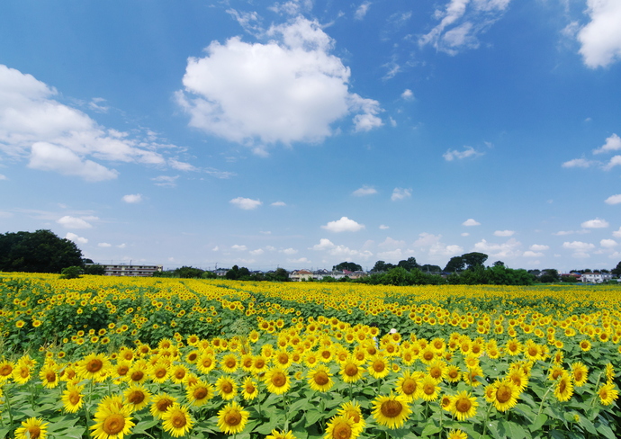 画像：「ひまわりの記憶」　応募者　原田　久男さん