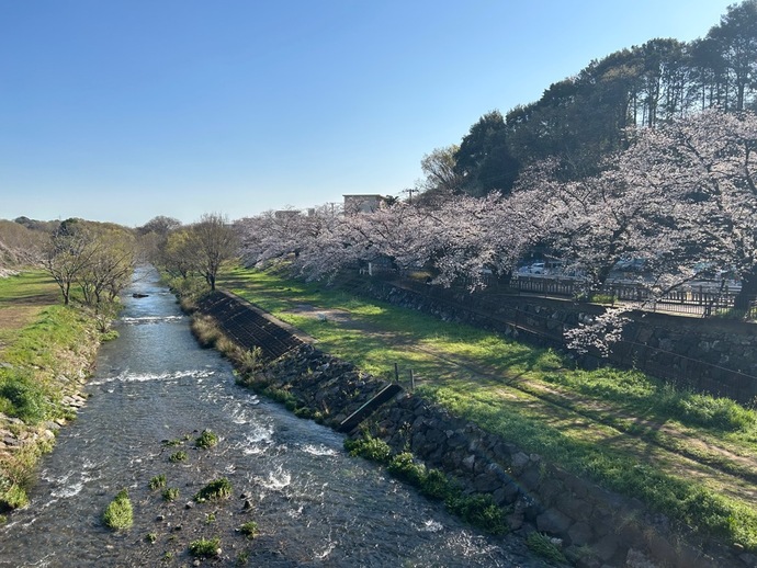 金山橋から見た桜