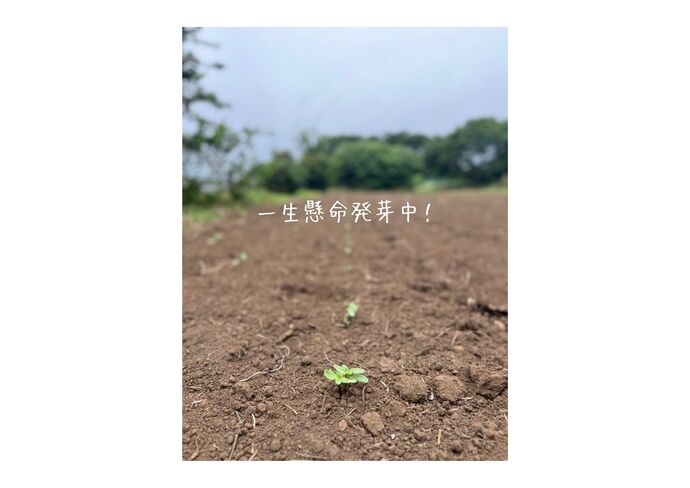 発芽してます。