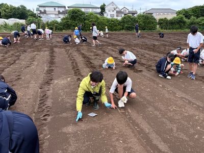 ひまわりの種まき