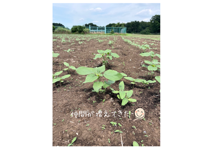 発芽してます。