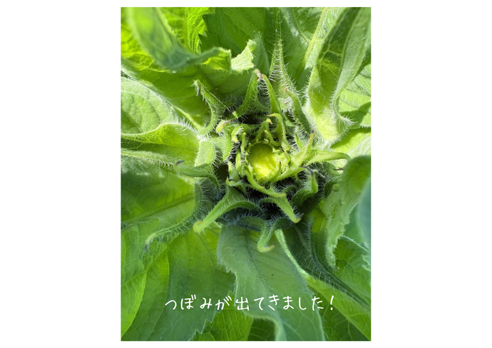 つぼみ
